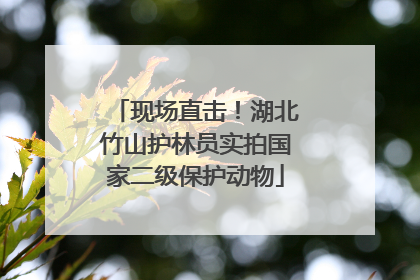 现场直击！湖北竹山护林员实拍国家二级保护动物