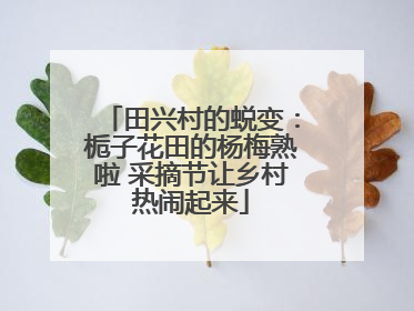 田兴村的蜕变：栀子花田的杨梅熟啦 采摘节让乡村热闹起来
