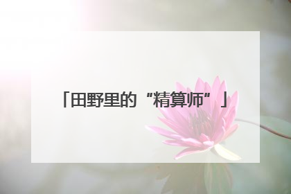 田野里的“精算师”