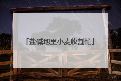 盐碱地里小麦收割忙