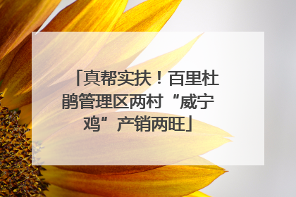 真帮实扶！百里杜鹃管理区两村“威宁鸡”产销两旺