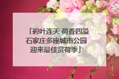 碧叶连天 荷香四溢 石家庄多座城市公园迎来最佳赏荷季