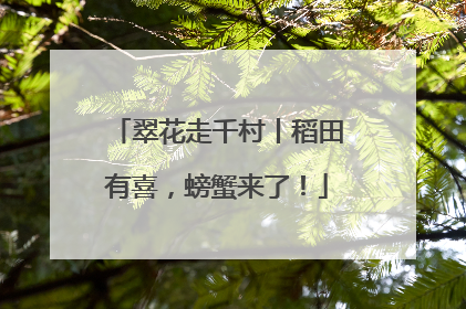 翠花走千村丨稻田有喜，螃蟹来了！