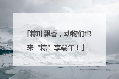 粽叶飘香，动物们也来“粽”享端午！