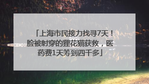 上海市民接力找寻7天！脸被射穿的狸花猫获救，医药费1天筹到四千多