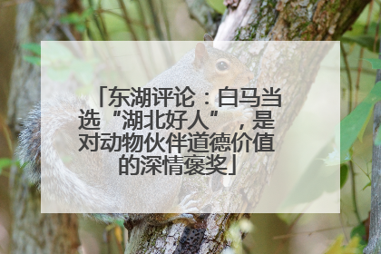 东湖评论：白马当选“湖北好人”，是对动物伙伴道德价值的深情褒奖