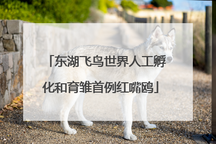 东湖飞鸟世界人工孵化和育雏首例红嘴鸥