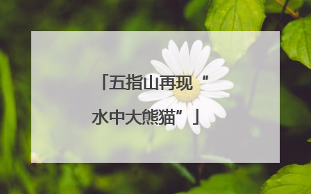 五指山再现“水中大熊猫”
