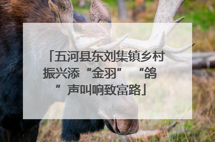 五河县东刘集镇乡村振兴添“金羽” “鸽”声叫响致富路