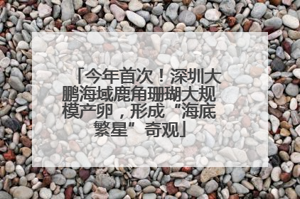 今年首次！深圳大鹏海域鹿角珊瑚大规模产卵，形成“海底繁星”奇观