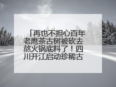 再也不担心百年老鹰茶古树被砍去熬火锅底料了！四川开江启动珍稀古茶树专项保护