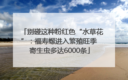 别碰这种粉红色“水草花”：福寿螺进入繁殖旺季 寄生虫多达6000条