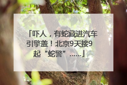 吓人，有蛇藏进汽车引擎盖！北京9天接9起“蛇警”……
