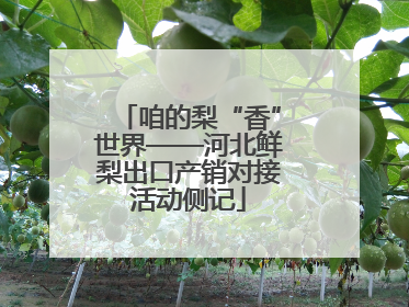 咱的梨“香”世界——河北鲜梨出口产销对接活动侧记