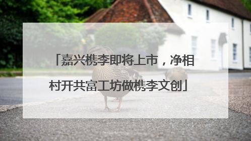 嘉兴槜李即将上市，净相村开共富工坊做槜李文创