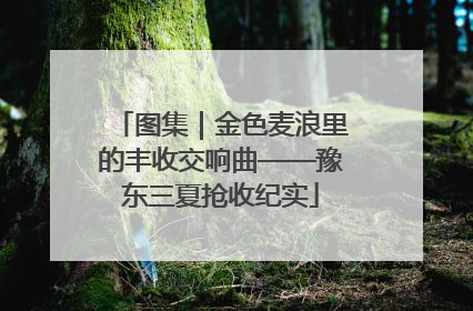 图集｜金色麦浪里的丰收交响曲——豫东三夏抢收纪实