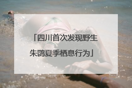 四川首次发现野生朱鹮夏季栖息行为