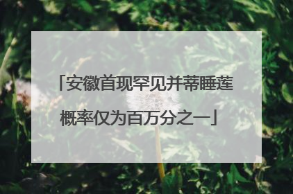 安徽首现罕见并蒂睡莲 概率仅为百万分之一