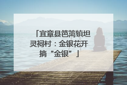 宜章县笆篱镇坦灵祠村：金银花开摘“金银”