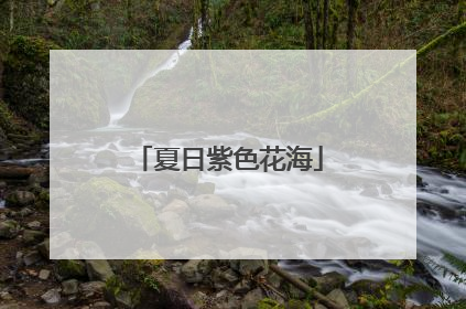夏日紫色花海