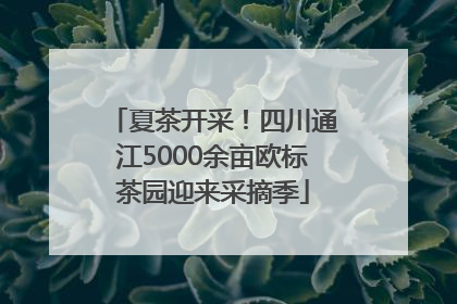 夏茶开采！四川通江5000余亩欧标茶园迎来采摘季