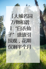 大城名园 万物和谐│“白衣仙子”盛放引围观，花期仅剩半个月