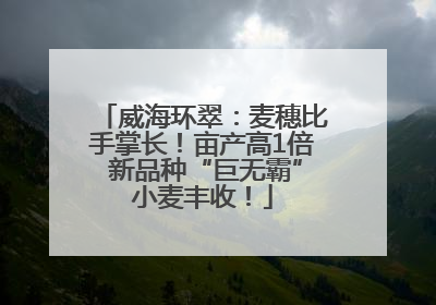 威海环翠：麦穗比手掌长！亩产高1倍 新品种“巨无霸”小麦丰收！