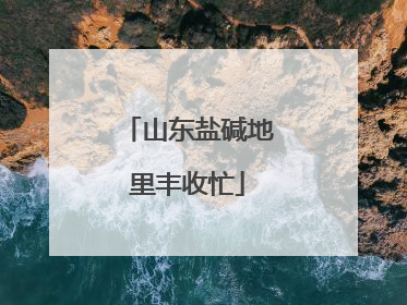 山东盐碱地里丰收忙