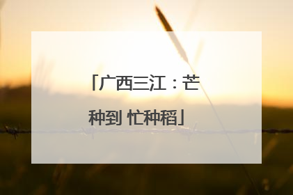 广西三江：芒种到 忙种稻