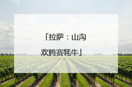 拉萨：山沟欢腾赛牦牛