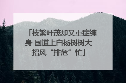 枝繁叶茂却又重症缠身 国道上白杨树树大招风“排危”忙