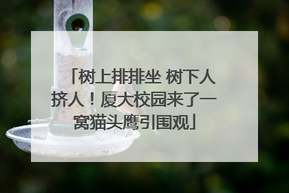 树上排排坐 树下人挤人！厦大校园来了一窝猫头鹰引围观