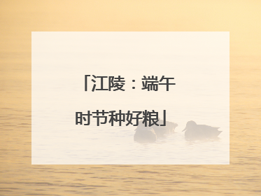 江陵：端午时节种好粮