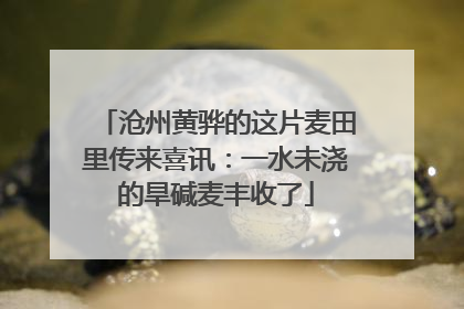 沧州黄骅的这片麦田里传来喜讯：一水未浇的旱碱麦丰收了