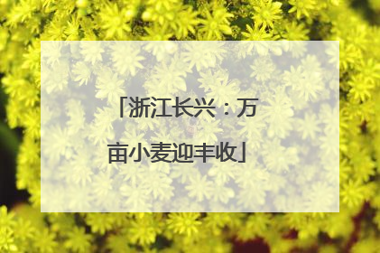 浙江长兴：万亩小麦迎丰收