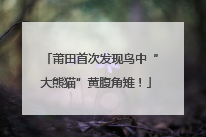 莆田首次发现鸟中“大熊猫”黄腹角雉！