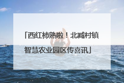 西红柿熟啦！北臧村镇智慧农业园区传喜讯