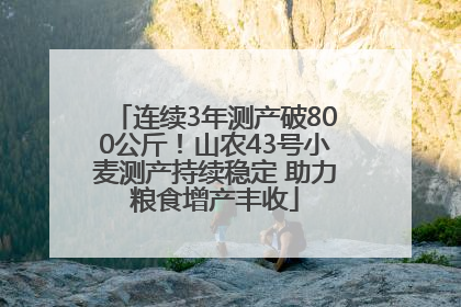 连续3年测产破800公斤！山农43号小麦测产持续稳定 助力粮食增产丰收