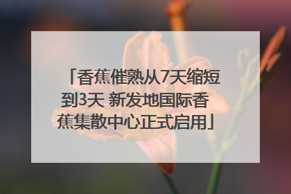 香蕉催熟从7天缩短到3天 新发地国际香蕉集散中心正式启用