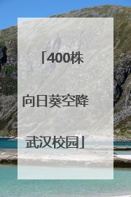400株向日葵空降武汉校园